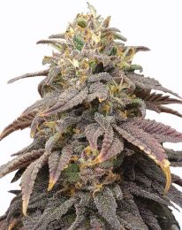 Forbidden Fruit Cannabis Seeds - Forbidden Fruit Strain