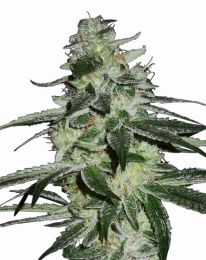 G13 Haze Marijuana seeds