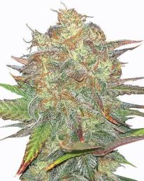 Gelato Regular Cannabis Seeds