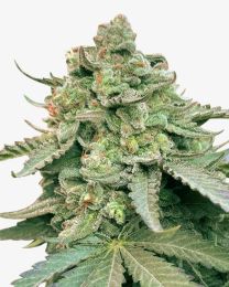 Gelonade Feminized Cannabis Seeds