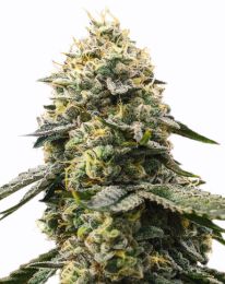 Girl Scout Cookies Feminized seeds