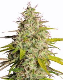 Girl Scout Cookies Fast Flowering Feminized Cannabis Seeds
