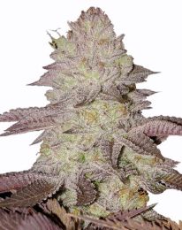 GMO Cookies Cannabis Seeds - Garlic Cookies Strain