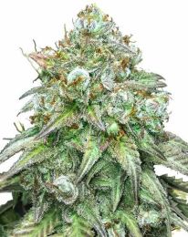 Godfather OG Feminized Marijuana Seeds