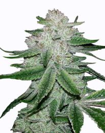 Gorilla Glue Feminized Cannabis Seeds