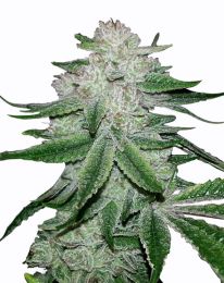 Gorilla Glue Feminized Marijuana Seeds