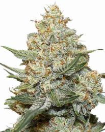 Gorilla Cookies Cannabis Seeds