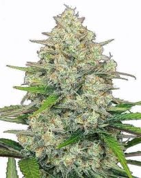 Gorilla Cookies Autoflower Cannabis Seeds
