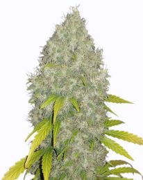 Gorilla Glue Fast Flowering Feminized Marijuana Seeds