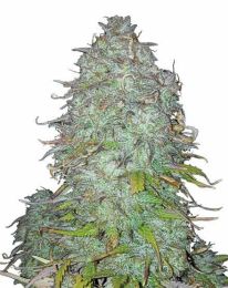 Gorilla Glue Regular Marijuana Seeds