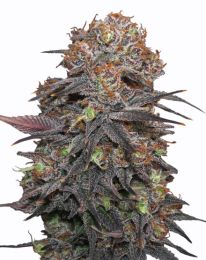 Grandaddy Purps Feminized seeds