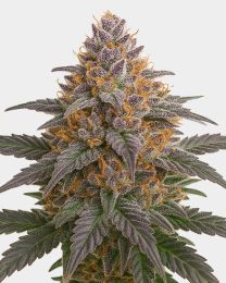 Grape Glacier Feminized