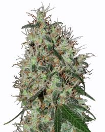 Grapefruit Feminized Marijuana Seeds