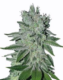 Great White Shark Feminized  seeds