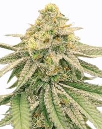 Gushers Feminized Seeds