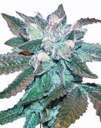 Hash Plant Marijuana Seeds