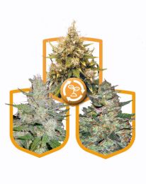 High Yield Autoflower Feminized Pack