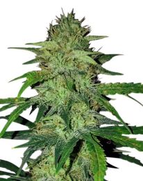 Hindu Kush Feminized Seeds