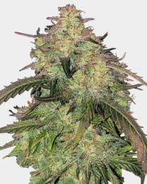 Humboldt Feminized Cannabis Seeds