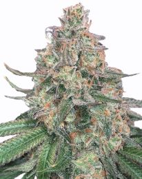 Ice Cream Cake Feminized Seeds