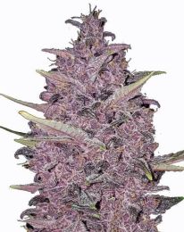 Kushberry Moonrocks Feminized Cannabis Seeds