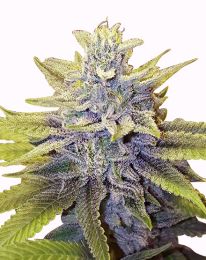 LA Confidential Marijuana Seeds