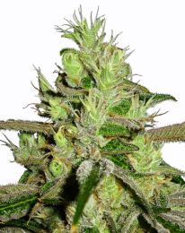 Lemon Skunk Marijuana seeds