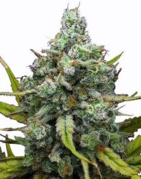 London Pound Cake Feminized Cannabis Seeds