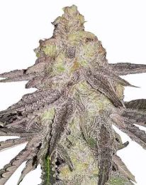 MAC Feminized Marijuana Seeds 