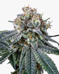 mac feminized flower