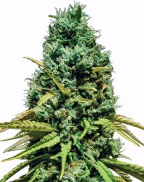 Mandarin CBD Marijuana Seeds