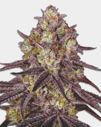 Maui Wowie Feminized Cannabis Seeds