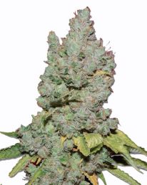 Medi Bud Feminized seeds