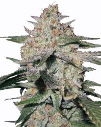 Northern Light Marijuana seeds