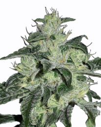 Northern Storm Automatic Feminized seeds