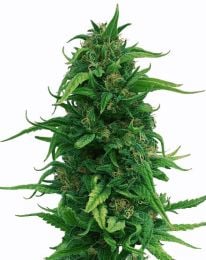 OG Kush Fast Flowering Cannabis