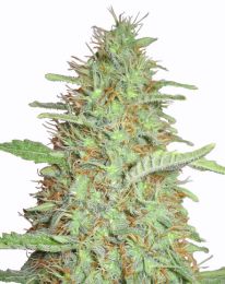 Orange Bud Marijuana seeds