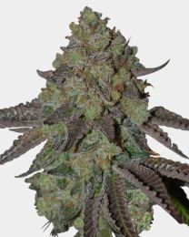 Oreoz Feminized