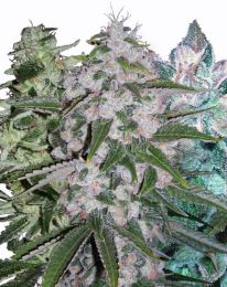 Outdoor Specialist Mix Marijuana Seeds Pack