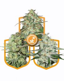 Outdoor Marijuana Strains Value Pack