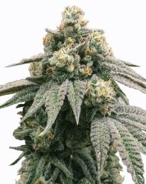 Peanut Butter Breath Feminized Seeds