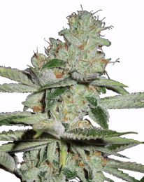 Pineapple Kush Automatic Feminized seeds