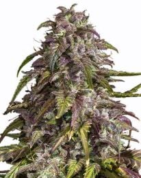 Purple Haze Feminized Marijuana Seeds 
