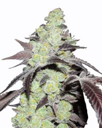 Purple Kush Feminized  seeds