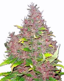 Purple Widow  seeds