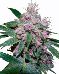 Purple Afghani Feminized Marijuana Seeds