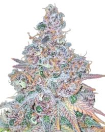 Purple Haze Autoflower Cannabis Seeds