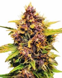 Purple Lemonade Autoflower Seeds