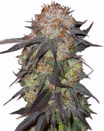 Purple Pineberry Feminized Marijuana Seeds