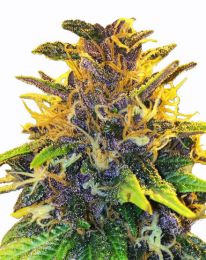 Purple Power Marijuana seeds
